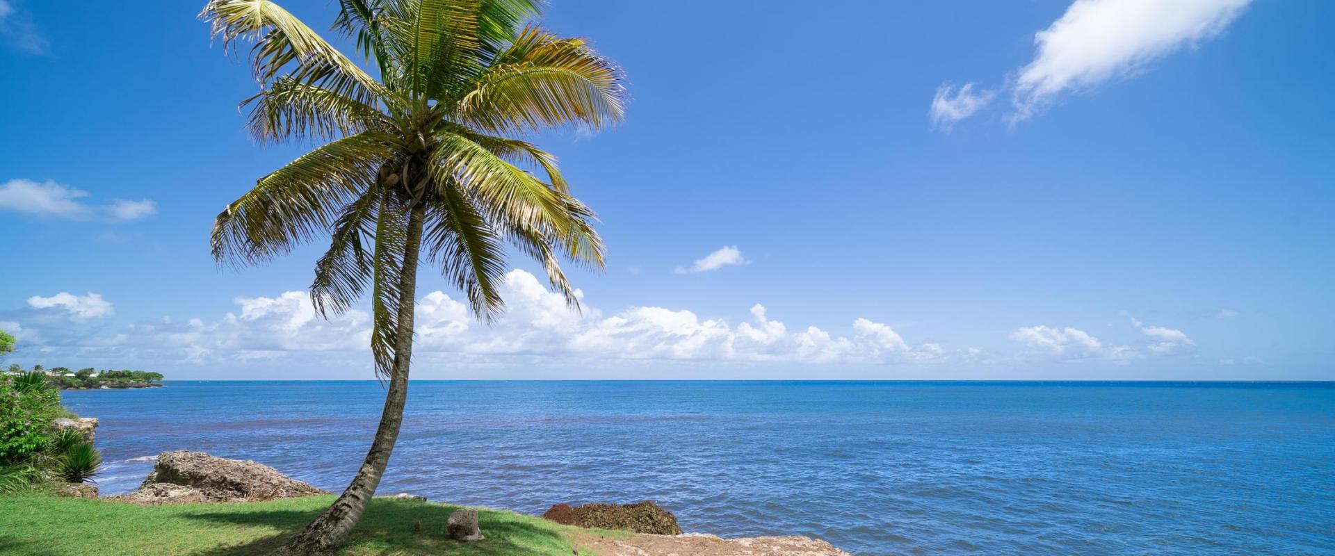 Scenic view of Freights Bay with clear blue water, palm trees, and grassy cliffs, a popular surfers’ area near Blue Waters 1 holiday rental Barbados.
